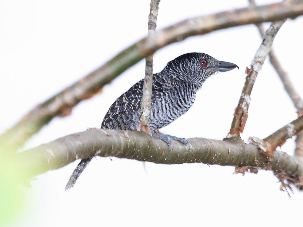 带斑蚁鵙 / Fasciated Antshrike / Cymbilaimus lineatus