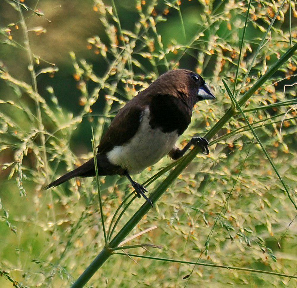 黑喉文鸟 / Javan Munia / Lonchura leucogastroides