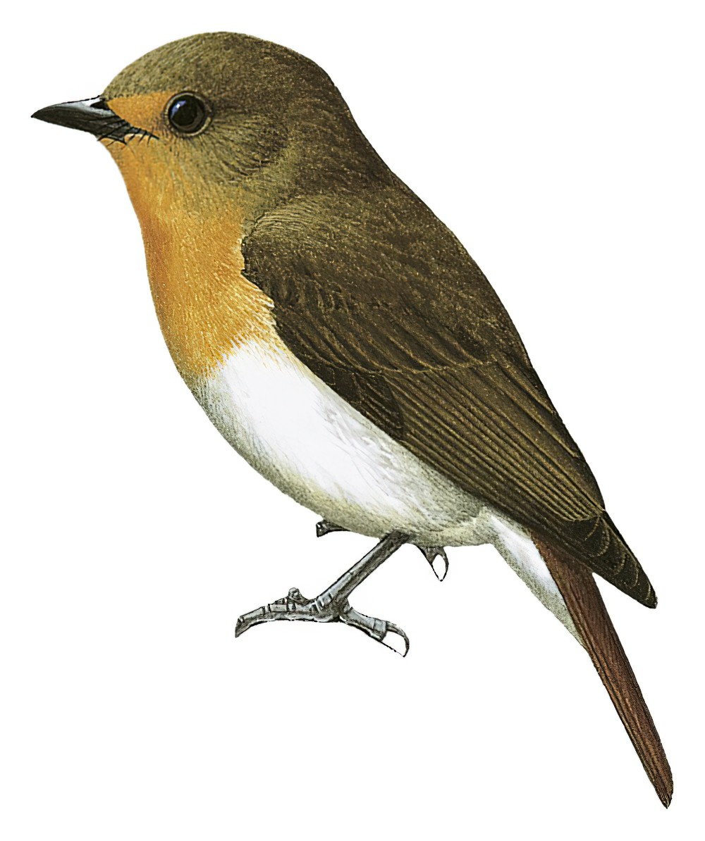 苏拉姬鹟 / Lompobattang Flycatcher / Ficedula bonthaina