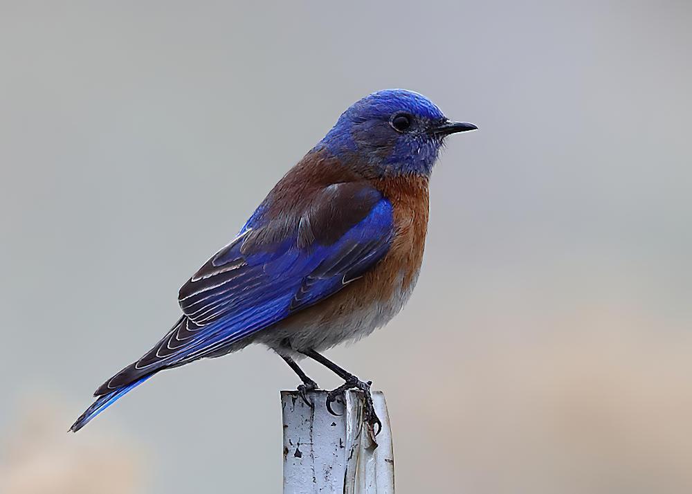 西蓝鸲 / Western Bluebird / Sialia mexicana