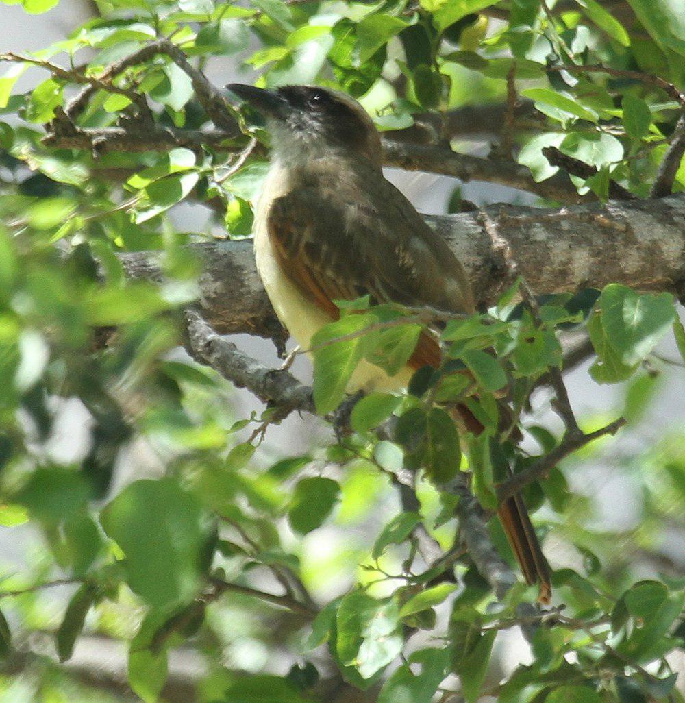 比氏大嘴霸鹟 / Baird\'s Flycatcher / Myiodynastes bairdii