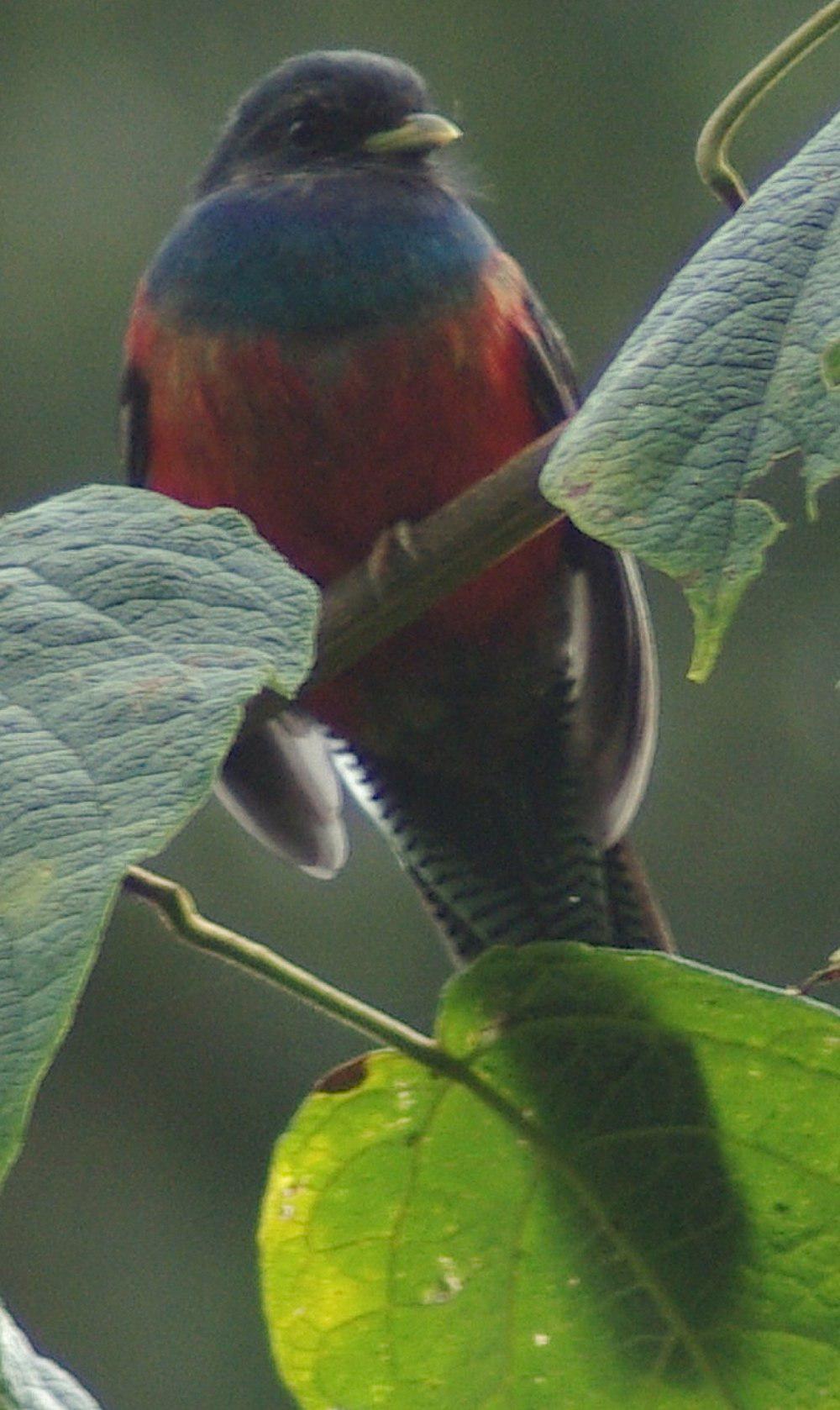 斑尾咬鹃 / Bar-tailed Trogon / Apaloderma vittatum