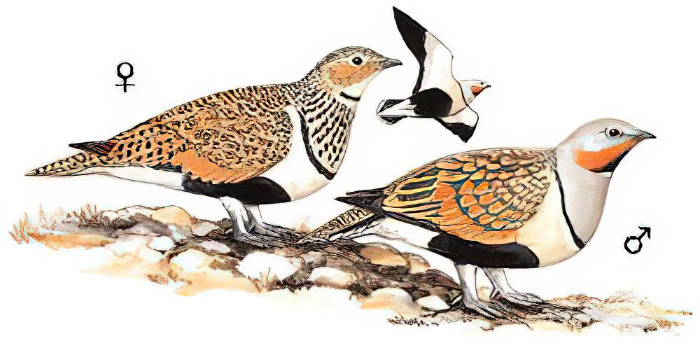 黑腹沙鸡 / Black-bellied Sandgrouse / Pterocles orientalis