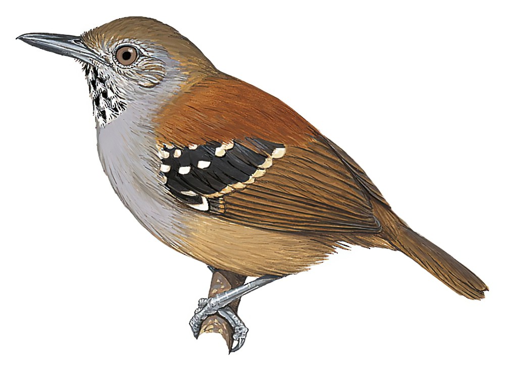 斑喉蚁鹩 / Rufous-backed Stipplethroat / Epinecrophylla haematonota