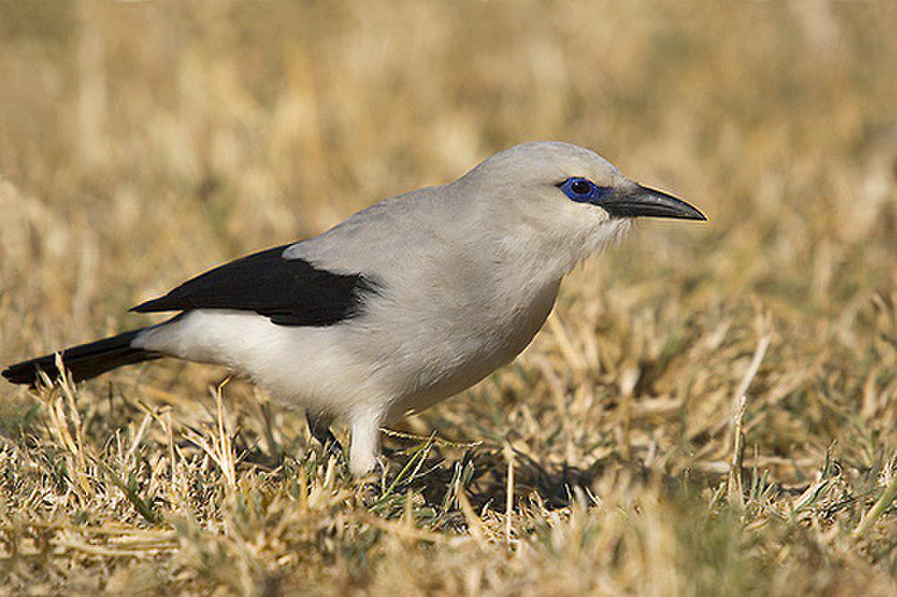 灰丛鸦 / Stresemann\'s Bushcrow / Zavattariornis stresemanni