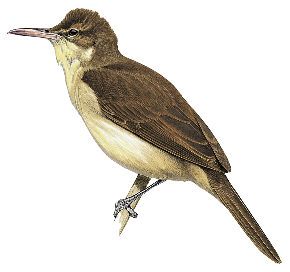 帕岛苇莺 / Pagan Reed Warbler / Acrocephalus yamashinae