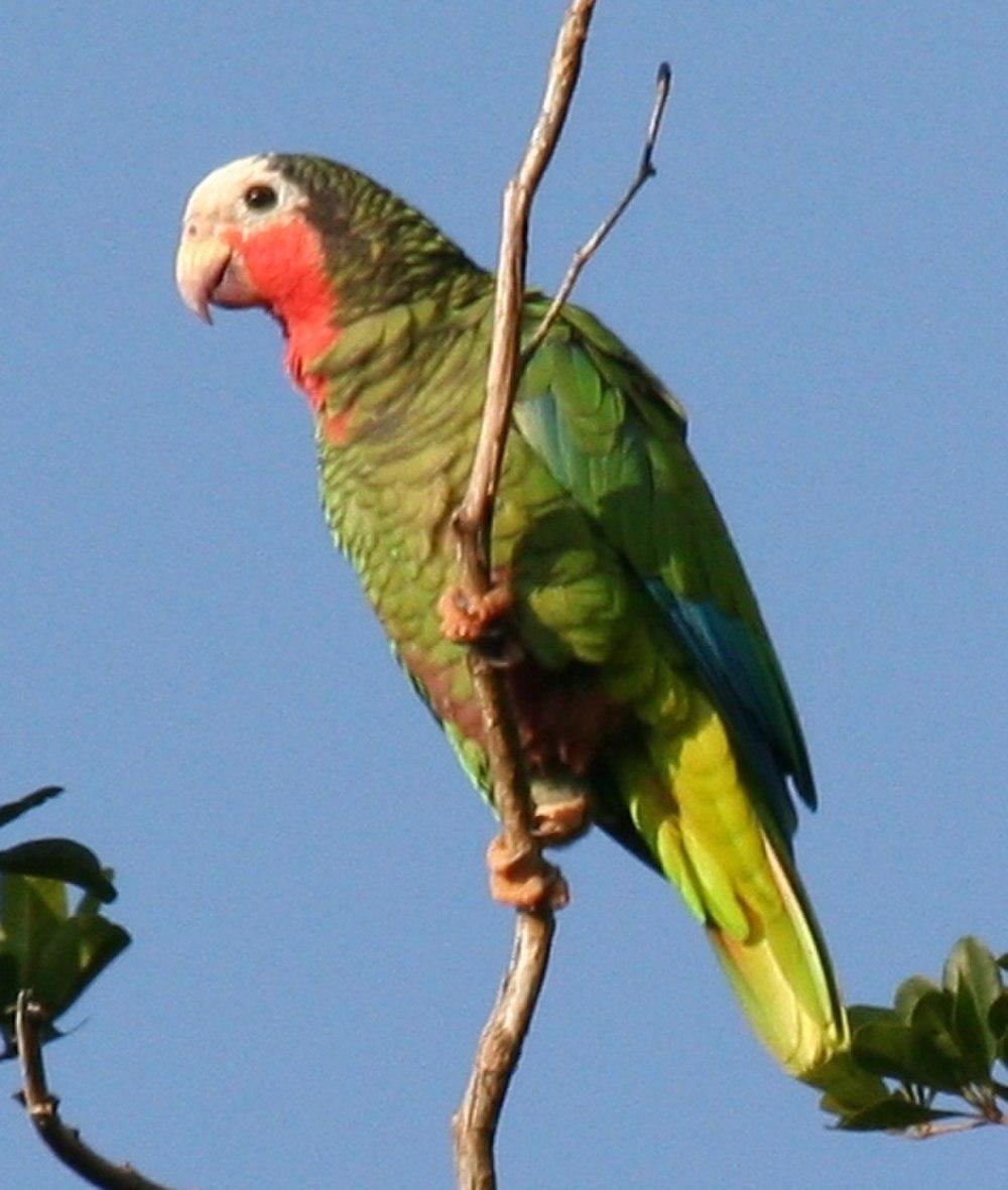 古巴白额鹦哥 / Cuban Amazon / Amazona leucocephala