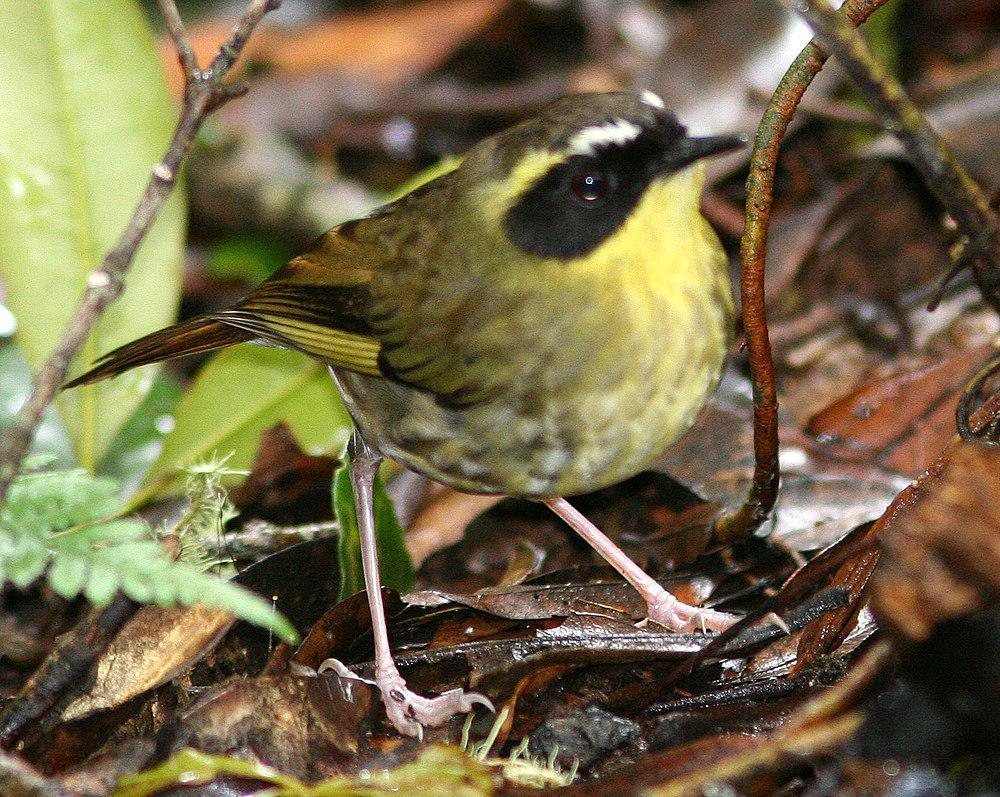 黄喉丝刺莺 / Yellow-throated Scrubwren / Neosericornis citreogularis