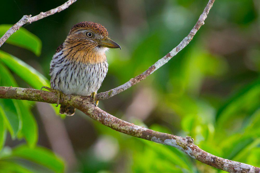 西条纹蓬头䴕 / Western Striolated Puffbird / Nystalus obamai