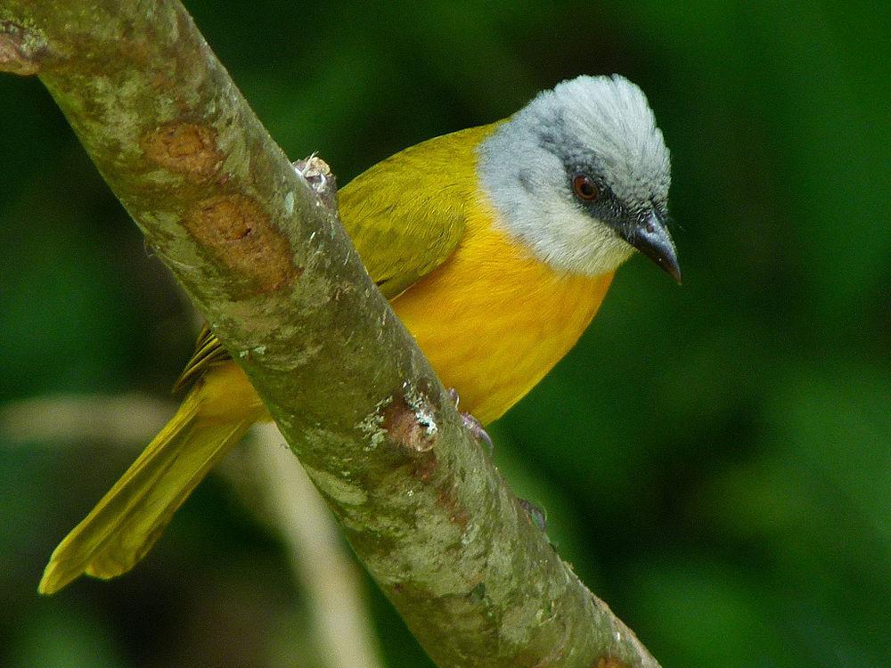 灰头唐纳雀 / Grey-headed Tanager / Eucometis penicillata