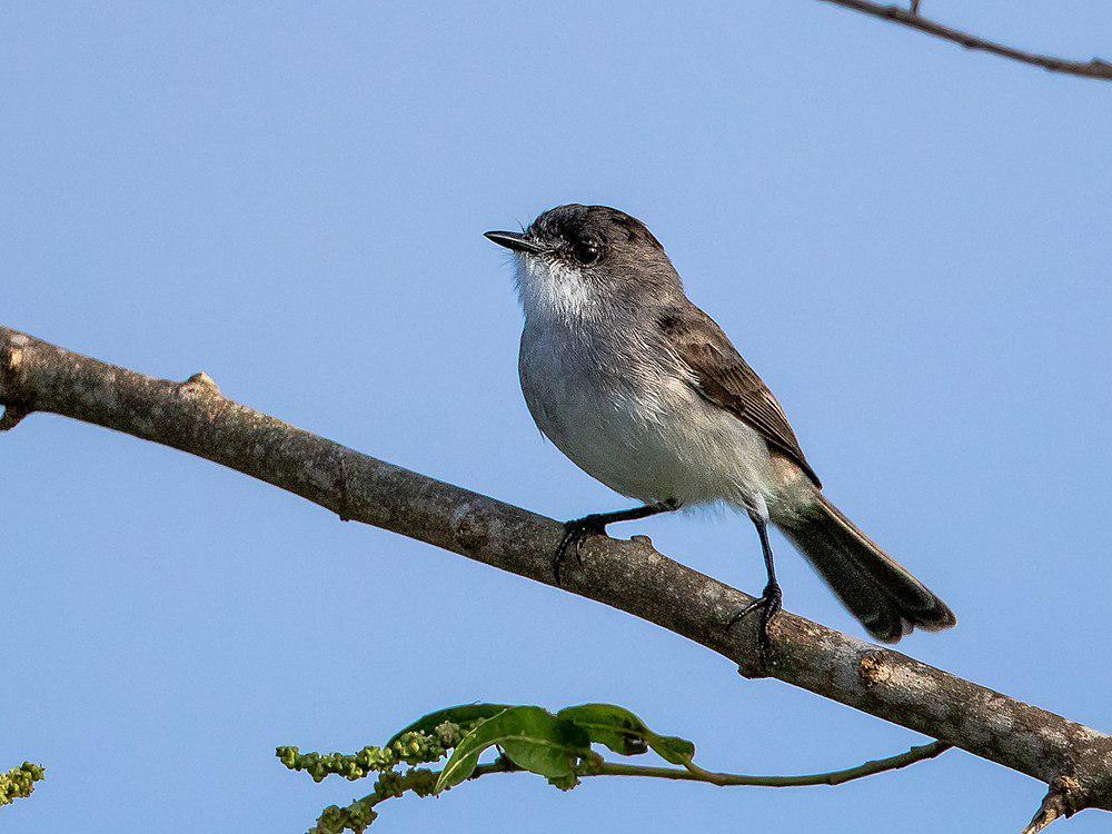 河姬霸鹟 / River Tyrannulet / Serpophaga hypoleuca