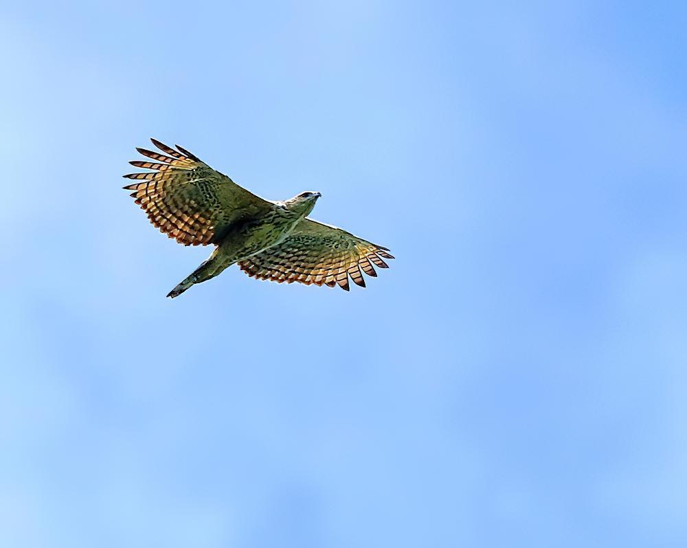 马来鹰雕 / Blyth\'s Hawk-Eagle / Nisaetus alboniger