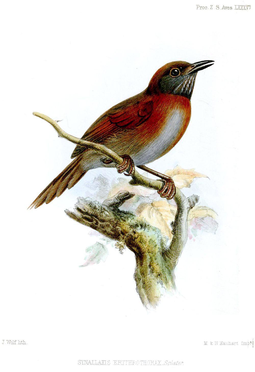 棕胸针尾雀 / Rufous-breasted Spinetail / Synallaxis erythrothorax