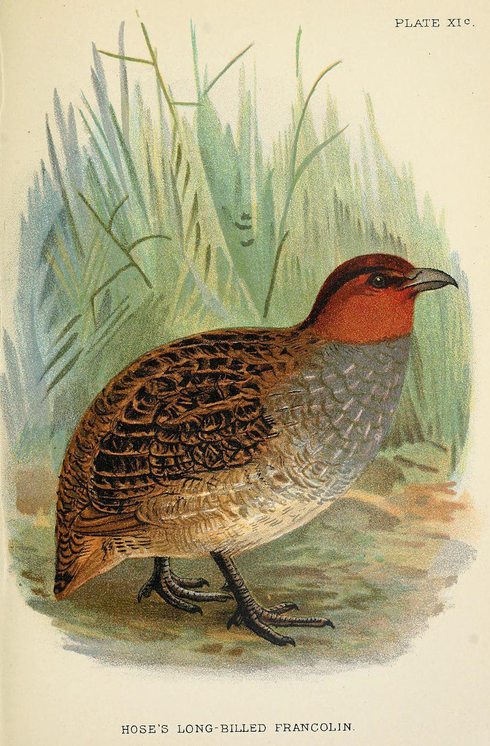 霍氏长嘴山鹑 / Hose\'s Partridge / Rhizothera dulitensis