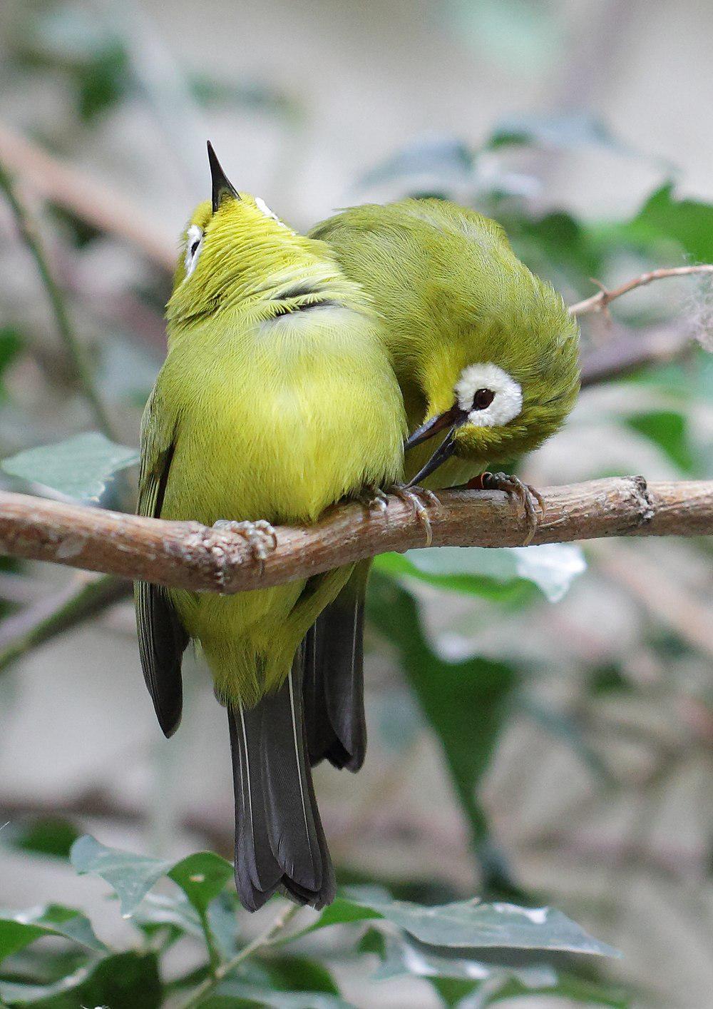 基库尤绣眼鸟 / Kikuyu White-eye / Zosterops kikuyuensis