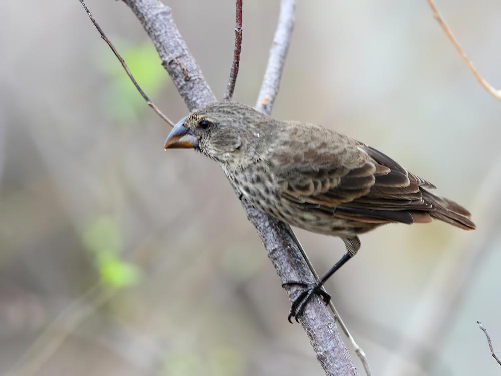 大树雀 / Large Tree Finch / Camarhynchus psittacula