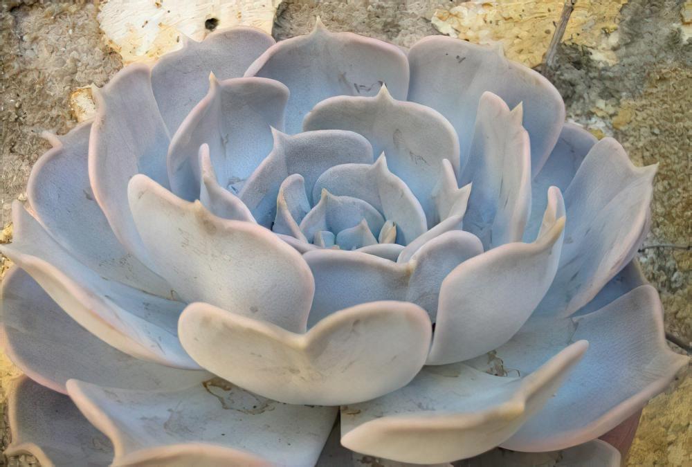 丽娜莲 Echeveria lilacina