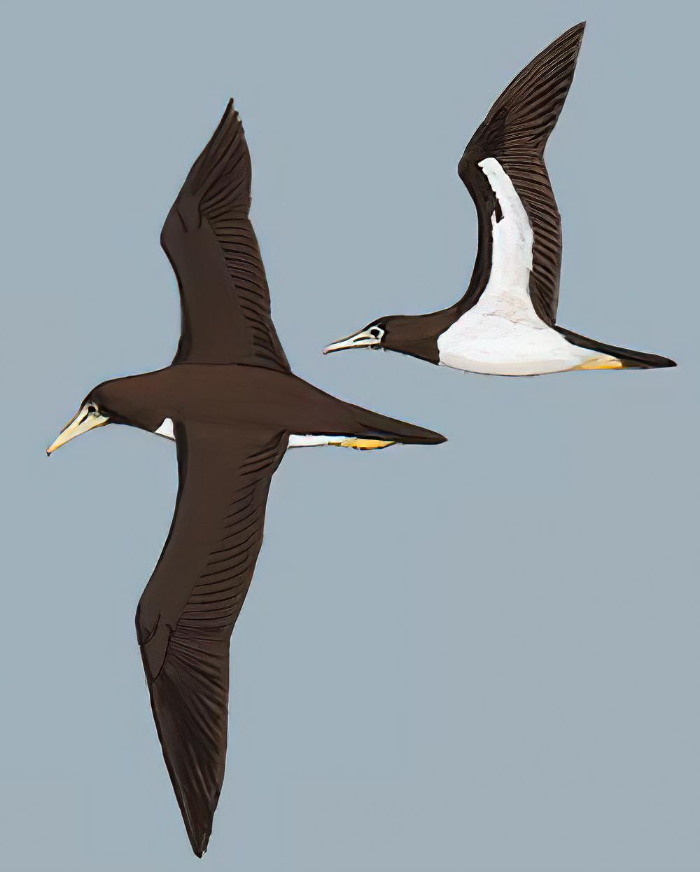 褐鲣鸟 / Brown Booby / Sula leucogaster