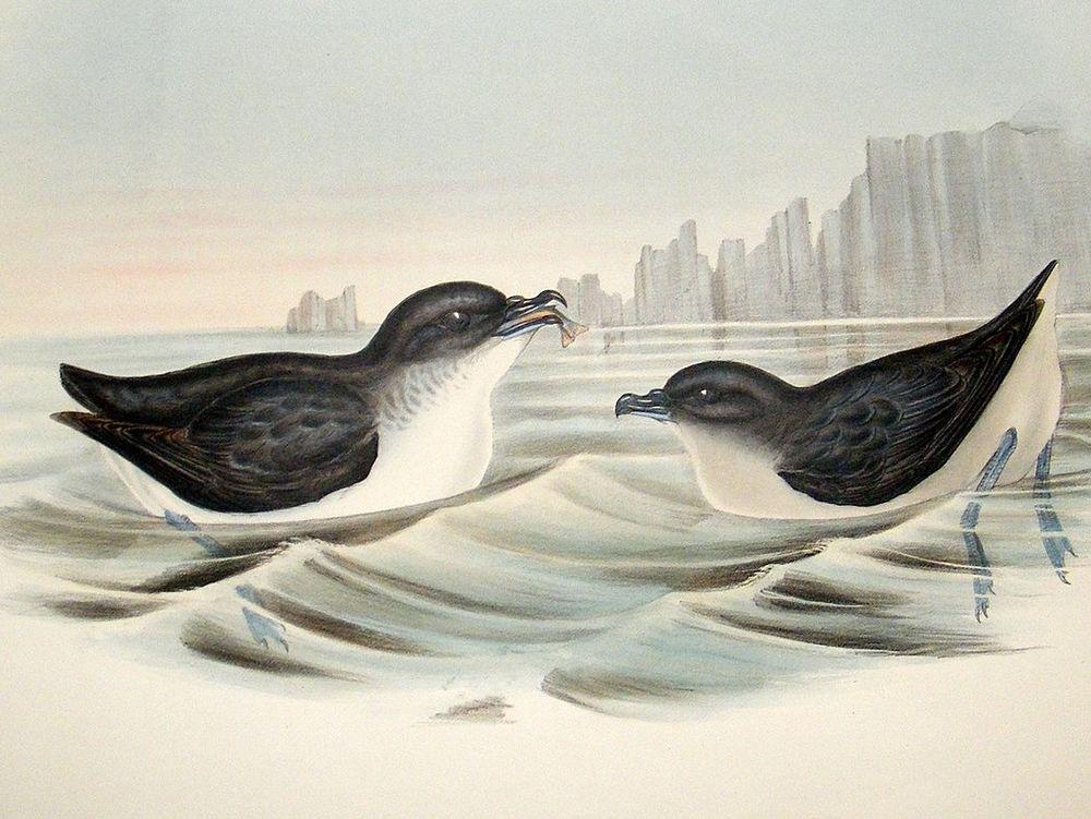 鹈燕 / Common Diving Petrel / Pelecanoides urinatrix