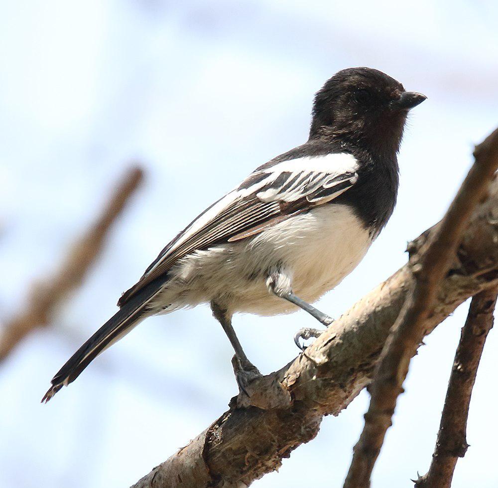 白胸山雀 / White-bellied Tit / Melaniparus albiventris