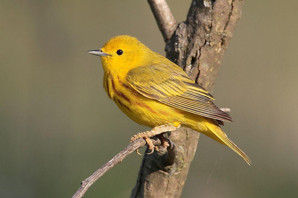 黄林莺 / Mangrove Warbler / Setophaga petechia