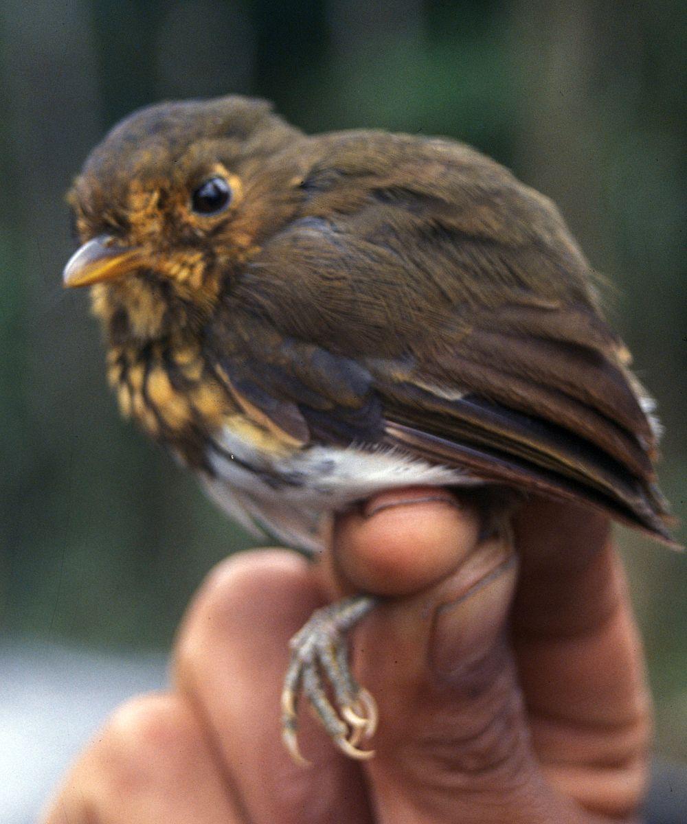 赭胸蚁鸫 / Ochre-breasted Antpitta / Grallaricula flavirostris