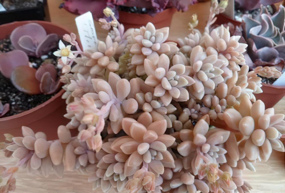 姬秋丽Graptopetalum ‘Mirinae’