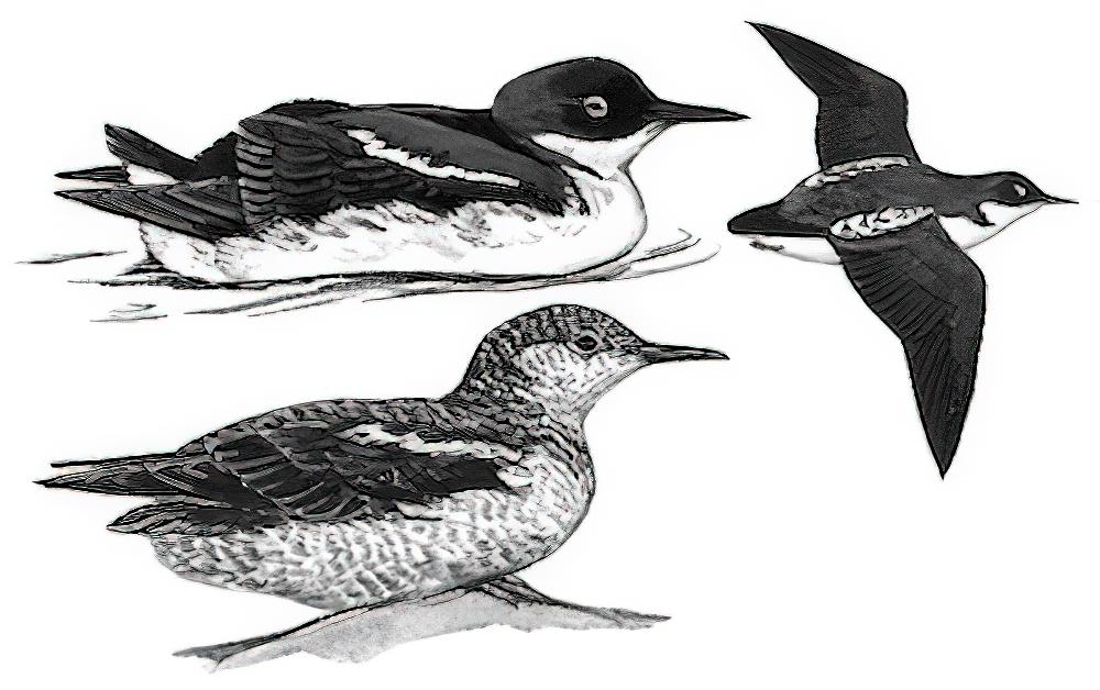 斑海雀 / Long-billed Murrelet / Brachyramphus perdix