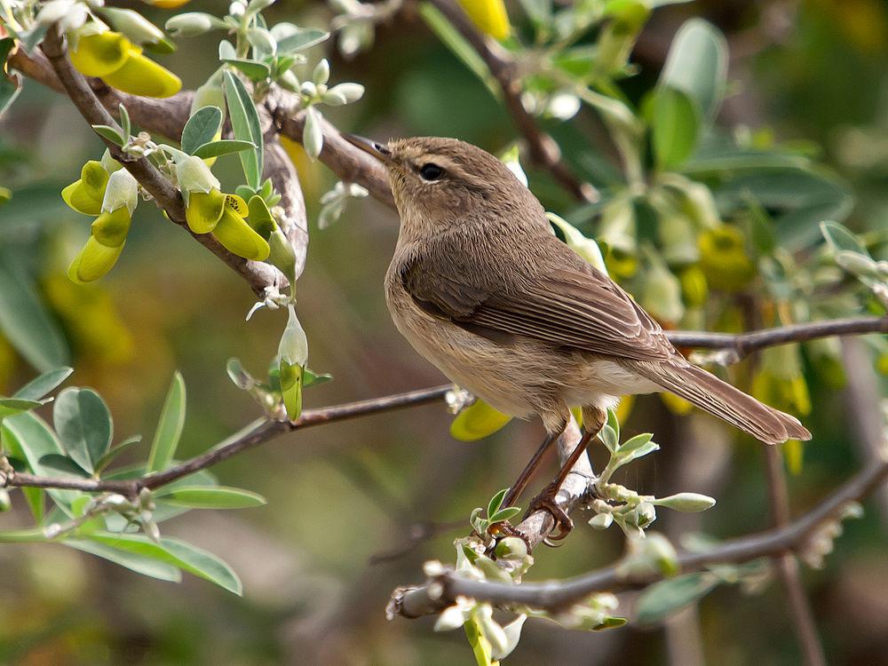 加岛柳莺 / Canary Islands Chiffchaff / Phylloscopus canariensis