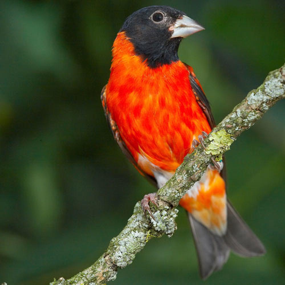 黑头红金翅雀 / Red Siskin / Spinus cucullatus