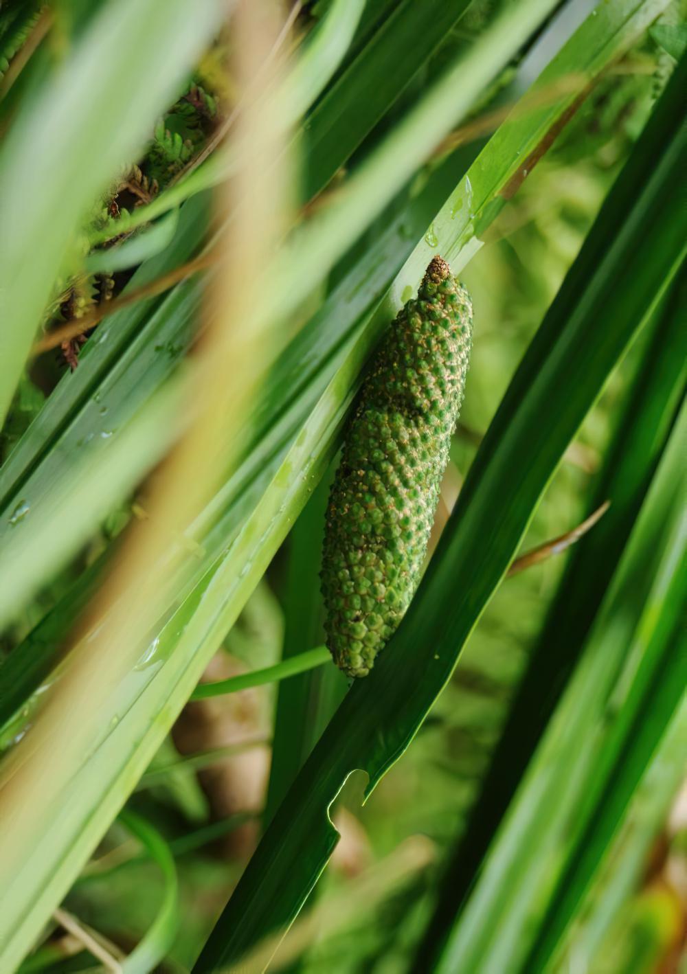 金叶菖蒲