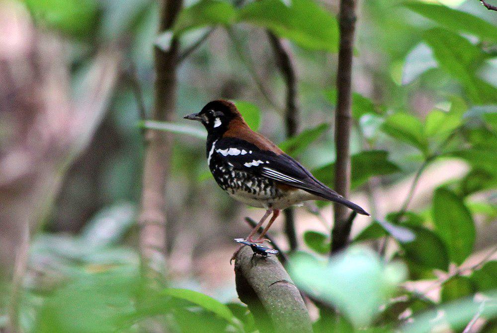 红背地鸫 / Red-backed Thrush / Geokichla erythronota