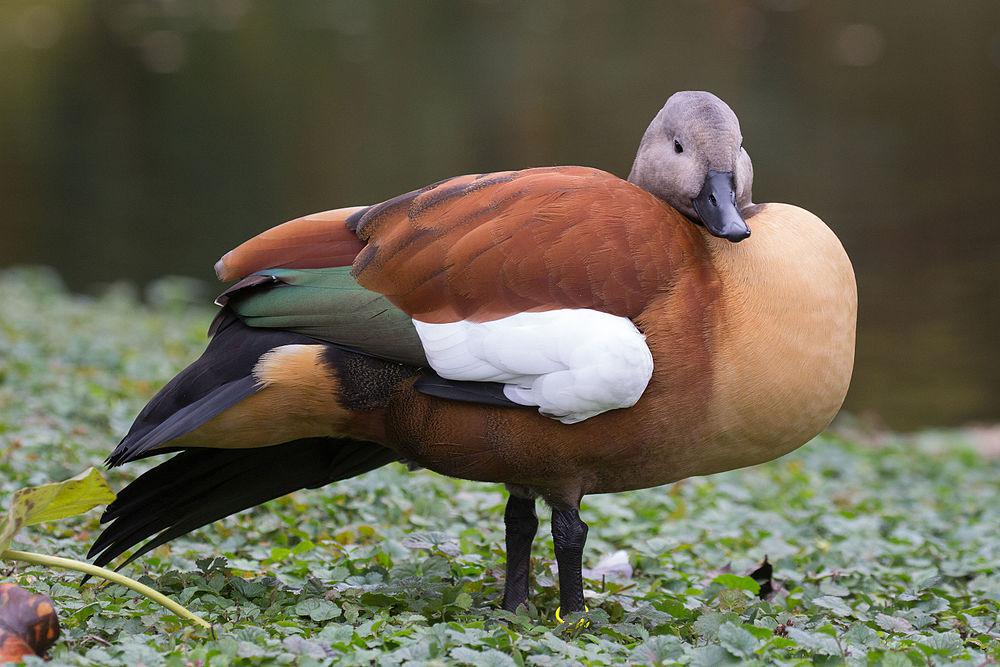 灰头麻鸭 / South African Shelduck / Tadorna cana