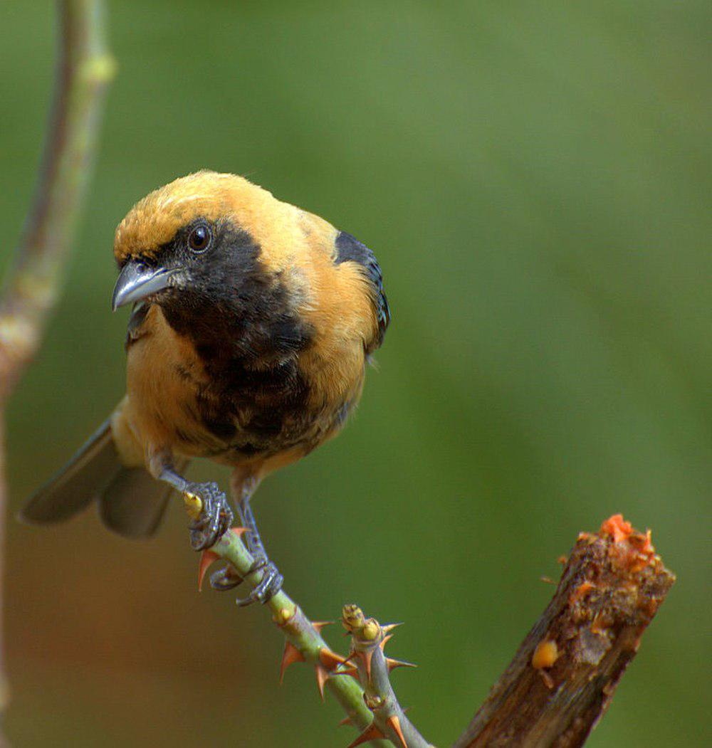 亮黄唐加拉雀 / Burnished-buff Tanager / Stilpnia cayana