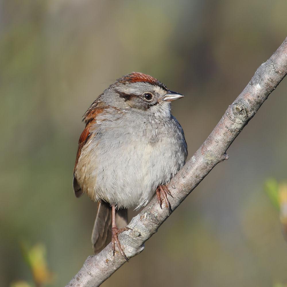 沼泽带鹀 / Swamp Sparrow / Melospiza georgiana