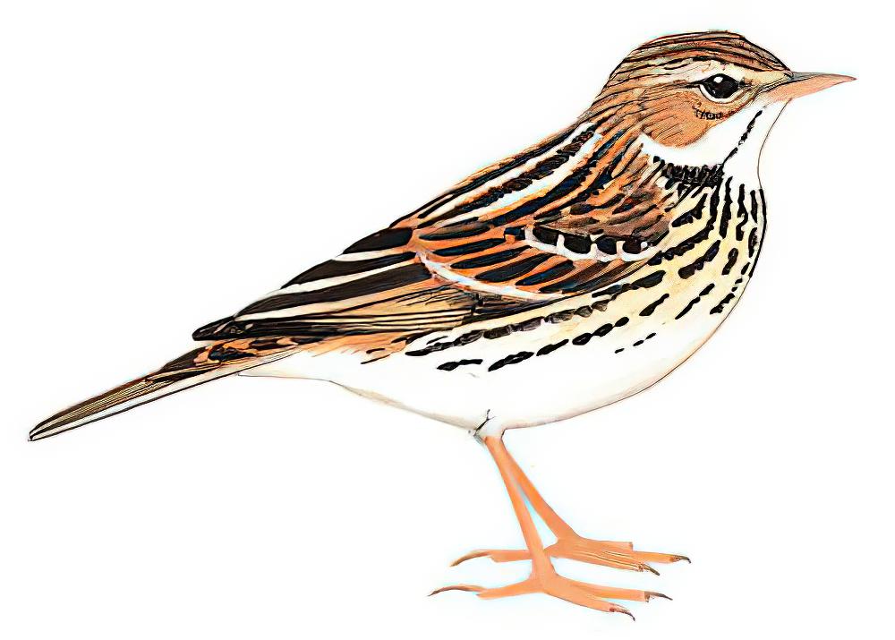 北鹨 / Pechora Pipit / Anthus gustavi