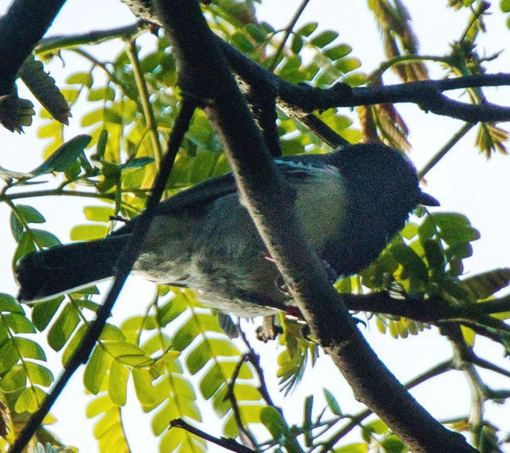 纹胸山雀 / Stripe-breasted Tit / Melaniparus fasciiventer