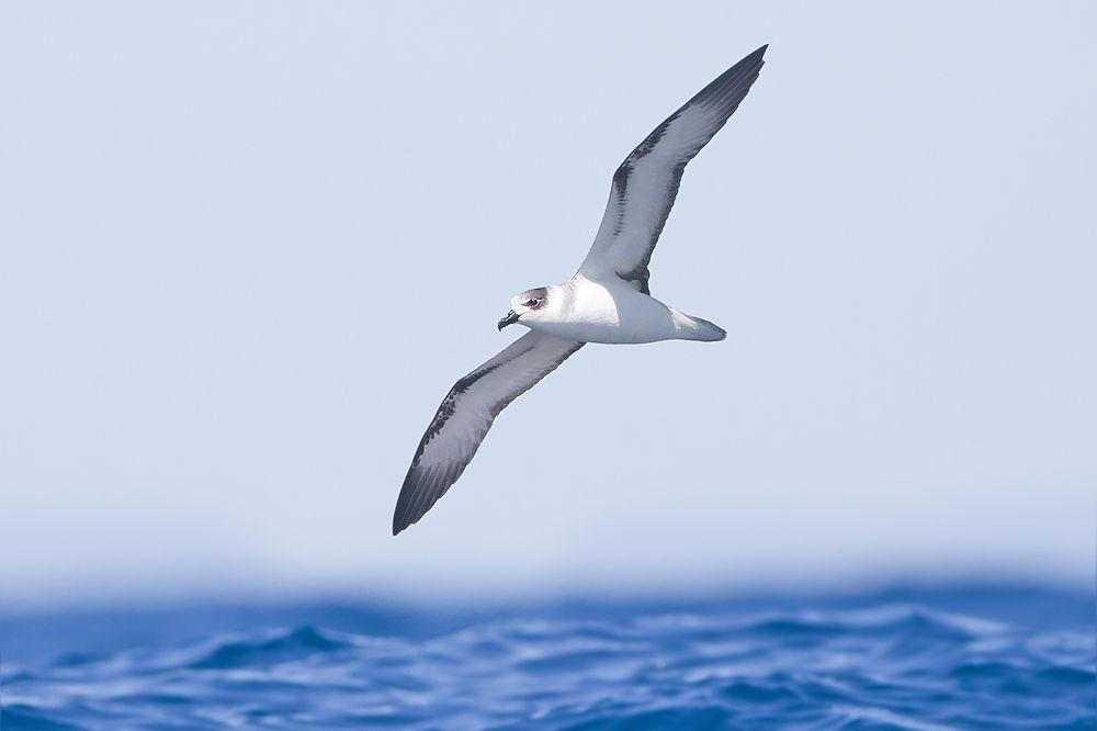 白领圆尾鹱 / White-necked Petrel / Pterodroma cervicalis