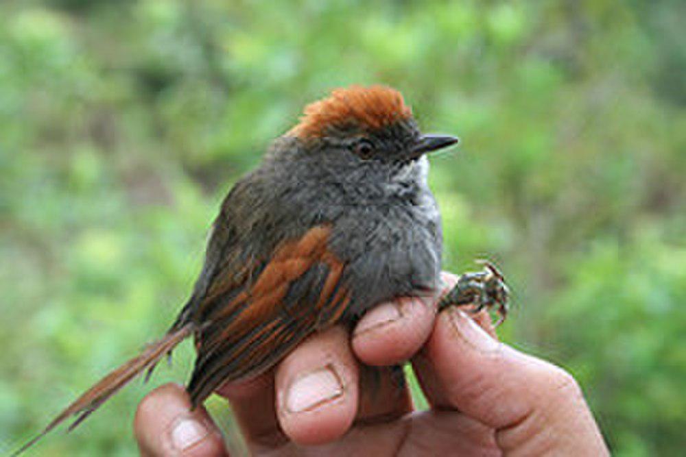 阿氏针尾雀 / Azara\'s Spinetail / Synallaxis azarae