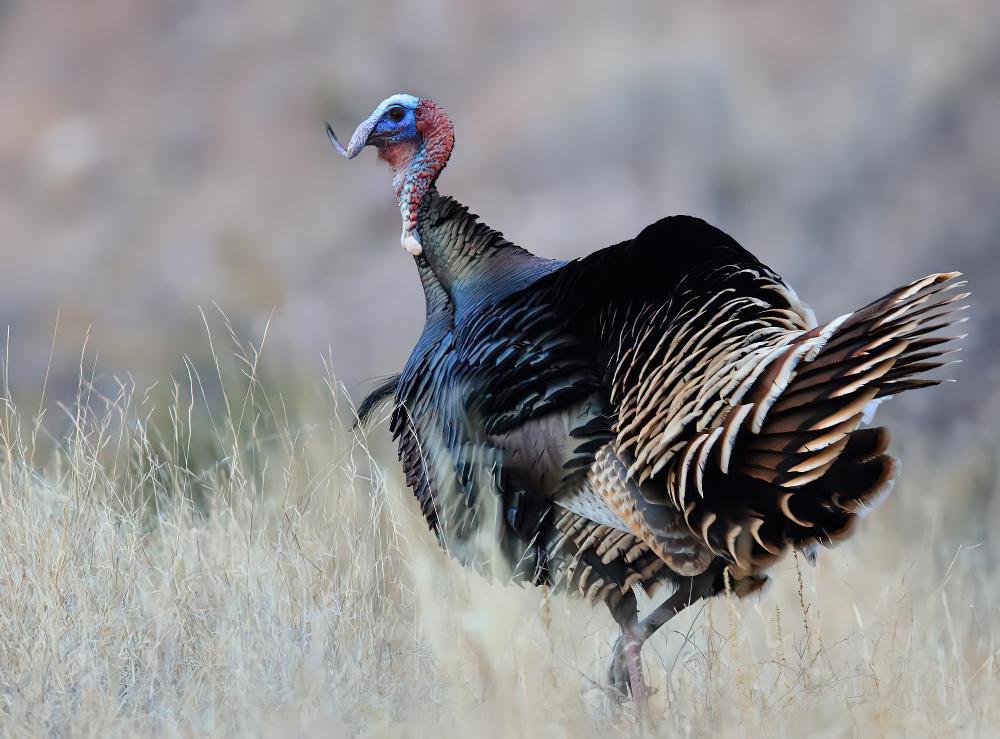 火鸡 / Wild Turkey / Meleagris gallopavo