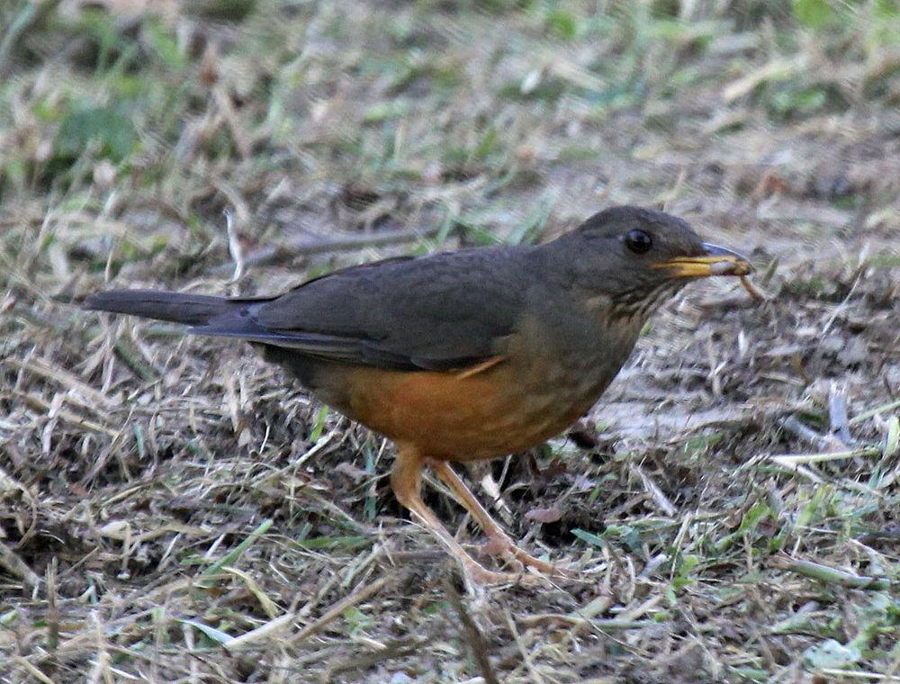 橄欖鶇 / Olive Thrush / Turdus olivaceus