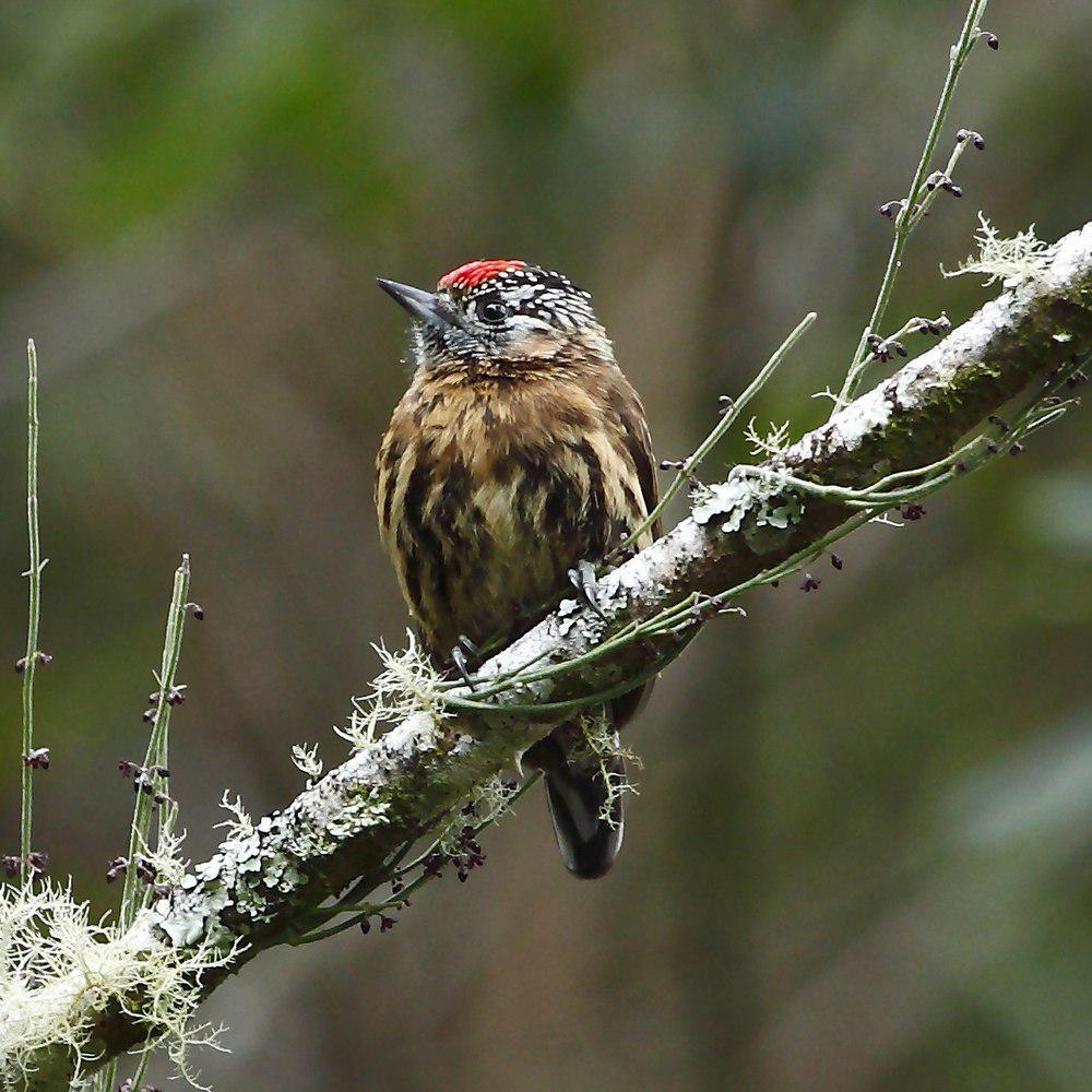 杂色姬啄木鸟 / Mottled Piculet / Picumnus nebulosus