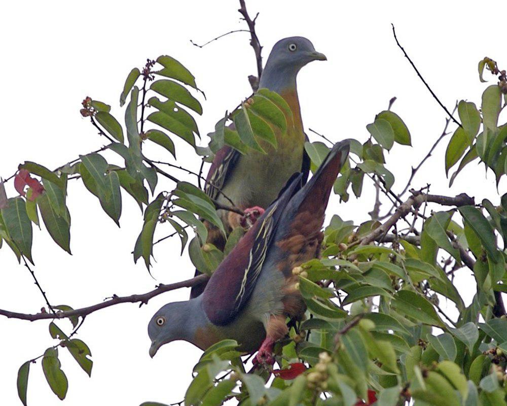 小绿鸠 / Little Green Pigeon / Treron olax