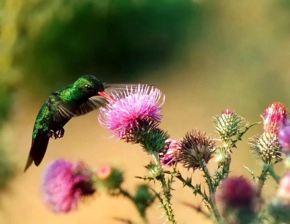 辉腹翠蜂鸟 / Glittering-bellied Emerald / Chlorostilbon lucidus