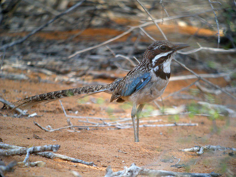 长尾地三宝鸟 / Long-tailed Ground Roller / Uratelornis chimaera