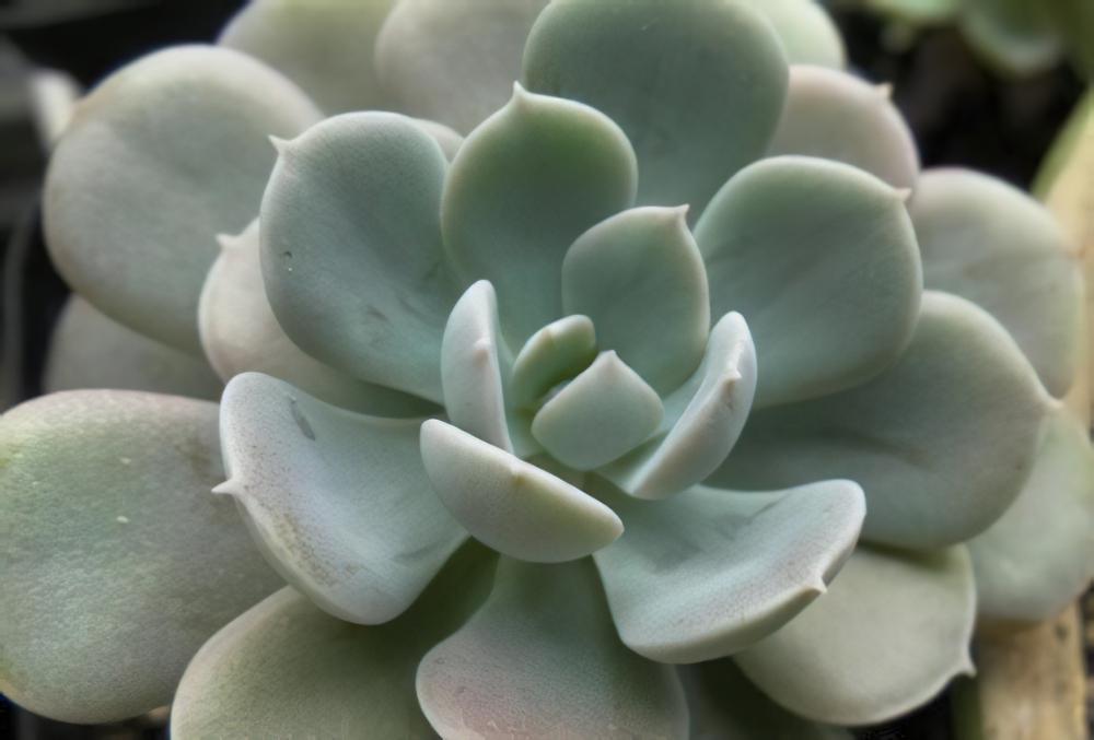 鲁氏石莲Echeveria runyonii