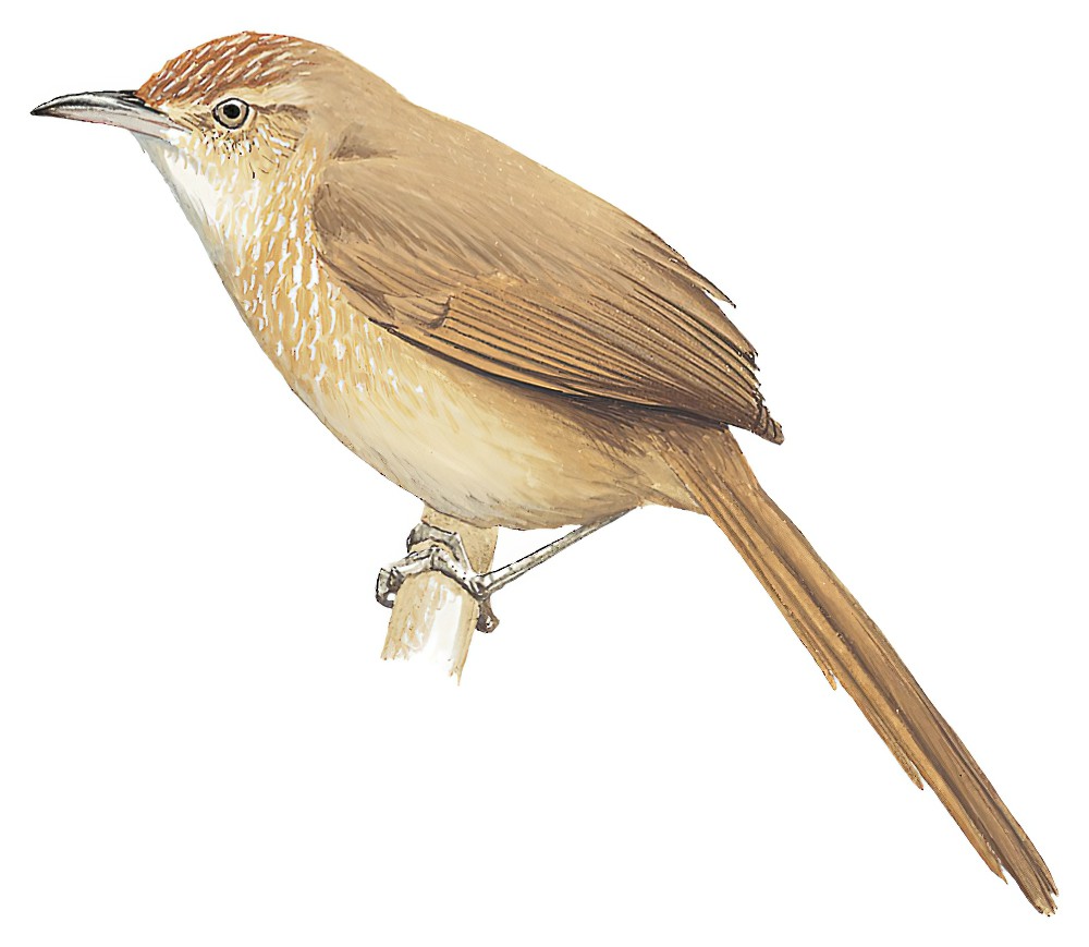 点斑胸棘雀 / Spot-breasted Thornbird / Phacellodomus maculipectus