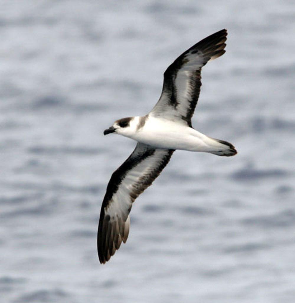 黑顶圆尾鹱 / Black-capped Petrel / Pterodroma hasitata