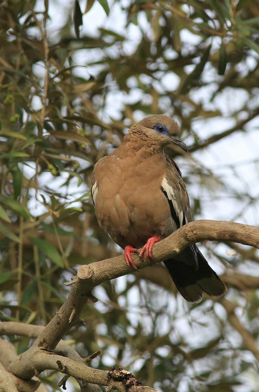 南美哀鸽 / West Peruvian Dove / Zenaida meloda