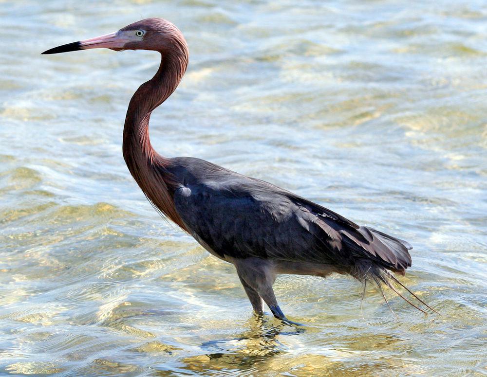 棕颈鹭 / Reddish Egret / Egretta rufescens